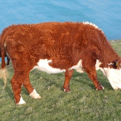 Isle of Wight (2025)